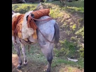 z neto shows the thickness of the donkeys