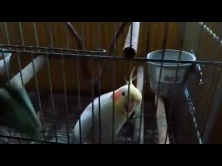 meng o cockatiel