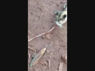 cat vs snake